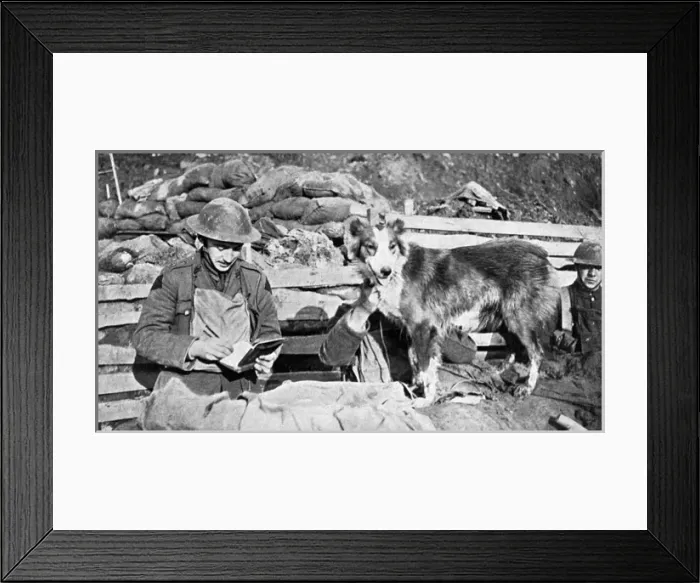 Framed Print : British messenger dog, WW1 Framed Print : British messenger dog, WW1