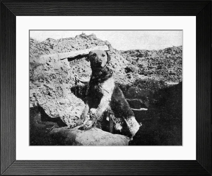 Framed Print : Sentry dog, WW1 Framed Print : Sentry dog, WW1