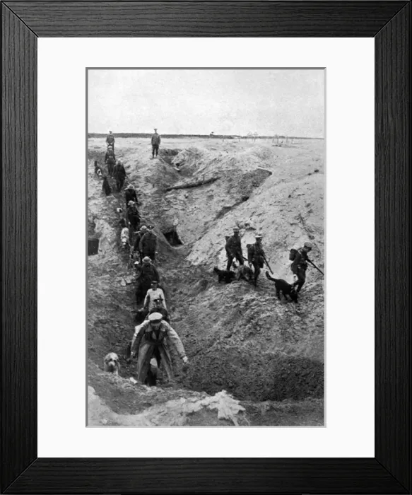 Framed Print : Training dogs at the British War Dog School, WW1 Framed Print : Training dogs at the British War Dog School, WW1