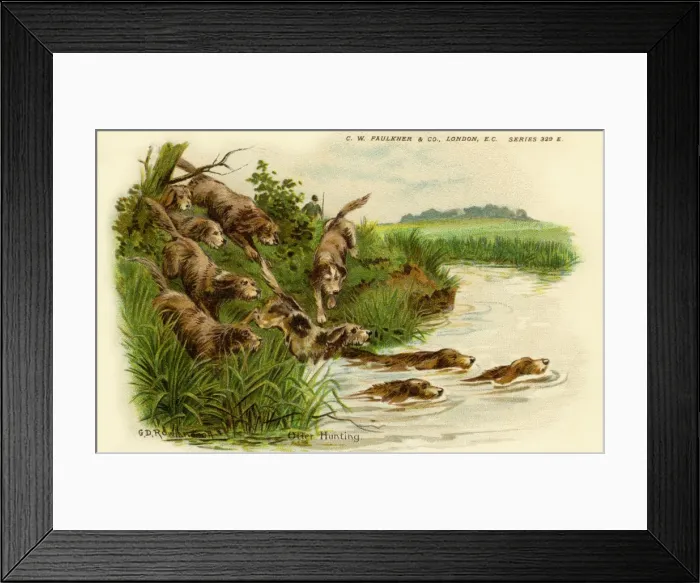 Framed Print : Otter hunting Framed Print : Otter hunting