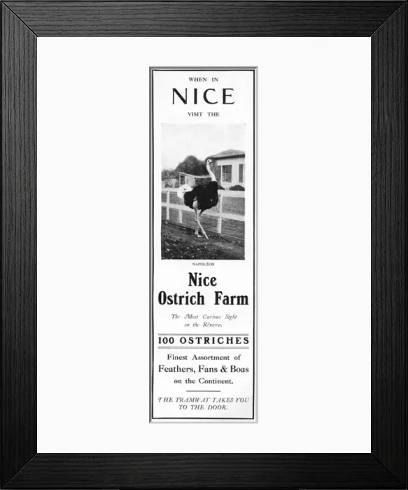 Framed Print : Advertisement for the Nice Ostrich Farm Framed Print : Advertisement for the Nice Ostrich Farm