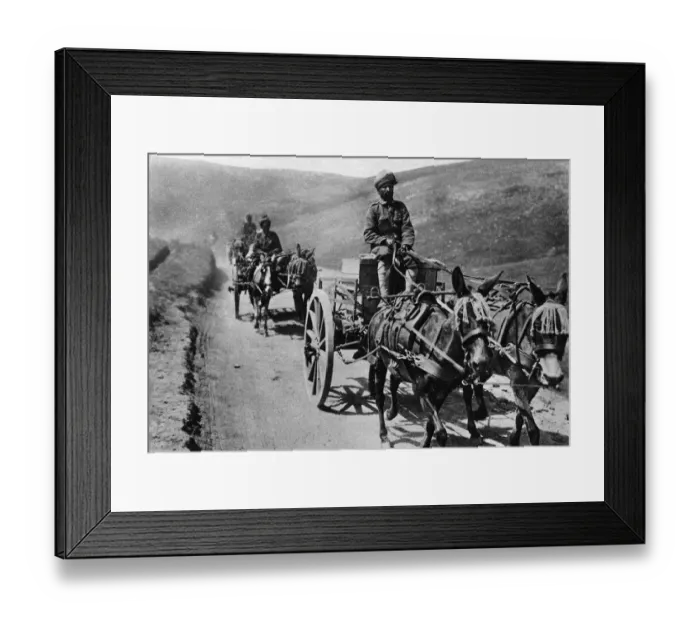 Framed Print : Mule carts of the Indian transport service during WWI Framed Print : Mule carts of the Indian transport service during WWI