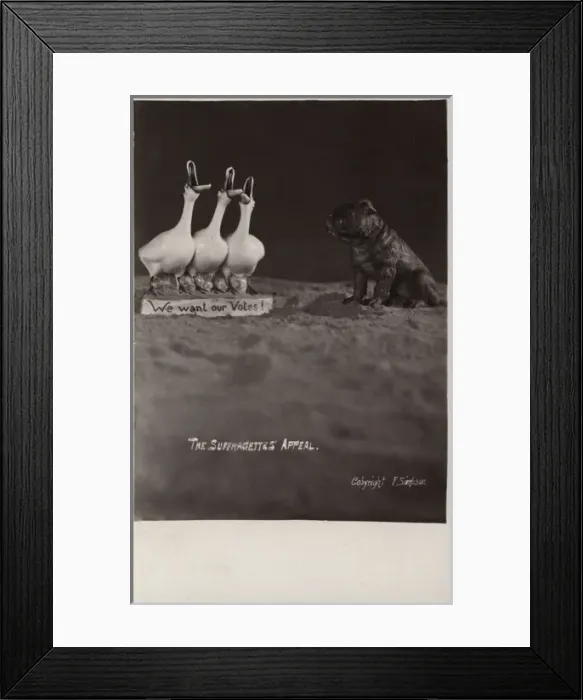 Framed Print : Suffragette Geese want a Vote Framed Print : Suffragette Geese want a Vote
