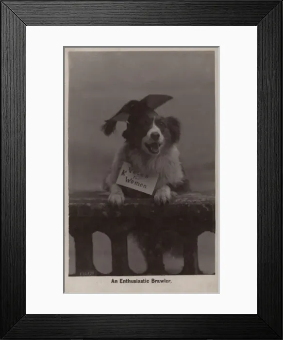 Framed Print : Suffragette Dog in Mortar Board Framed Print : Suffragette Dog in Mortar Board