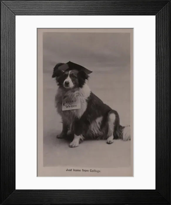 Framed Print : Suffragette Dog Home from College Framed Print : Suffragette Dog Home from College