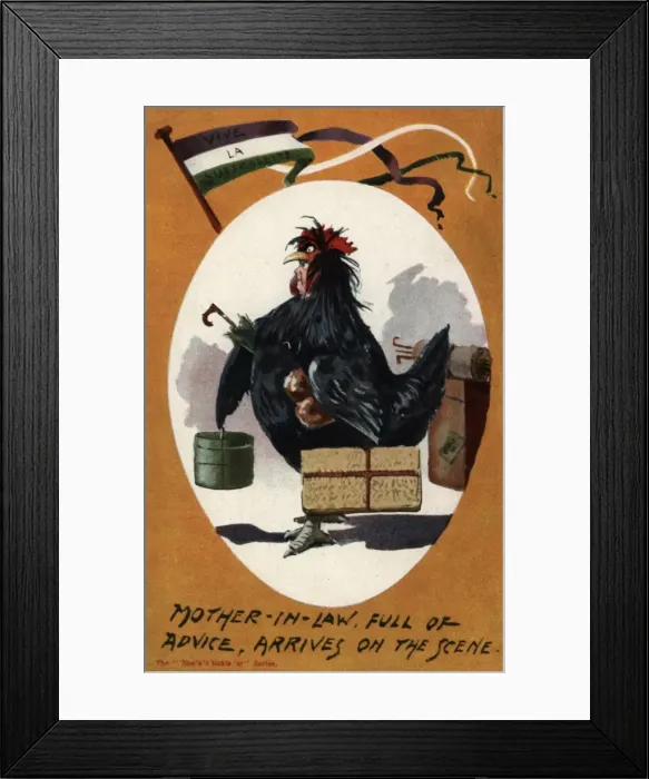 Framed Print : Suffragette mother-In-Law Cockerel Framed Print : Suffragette mother-In-Law Cockerel