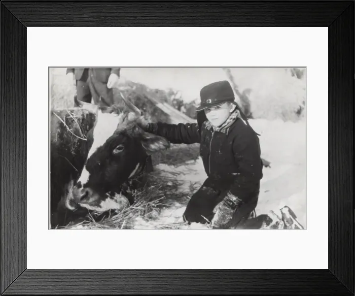 Framed Print : Finnish boy scout with farm animal Framed Print : Finnish boy scout with farm animal