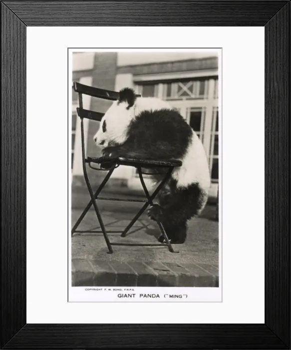 Framed Print : Giant Panda, Ming, leaning on a chair Framed Print : Giant Panda, Ming, leaning on a chair