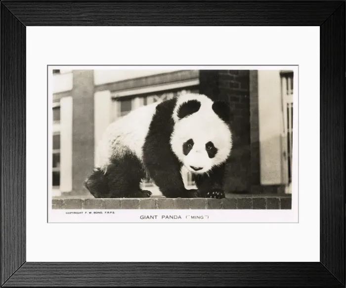 Framed Print : Giant Panda, Ming, sitting on a wall Framed Print : Giant Panda, Ming, sitting on a wall