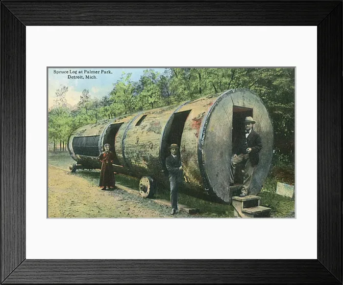 Framed Print : Spruce Log, Palmer Park, Detroit, Michigan, USA Framed Print : Spruce Log, Palmer Park, Detroit, Michigan, USA