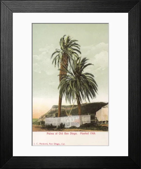 Framed Print : Palm trees at Old San Diego, California, USA Framed Print : Palm trees at Old San Diego, California, USA