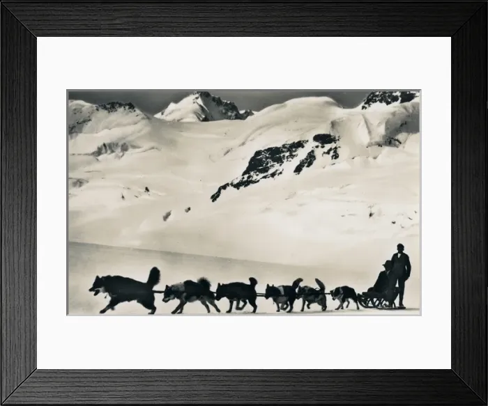 Framed Print : Dog sled on Aletsch Glacier, Jungfrau, Switzerland Framed Print : Dog sled on Aletsch Glacier, Jungfrau, Switzerland