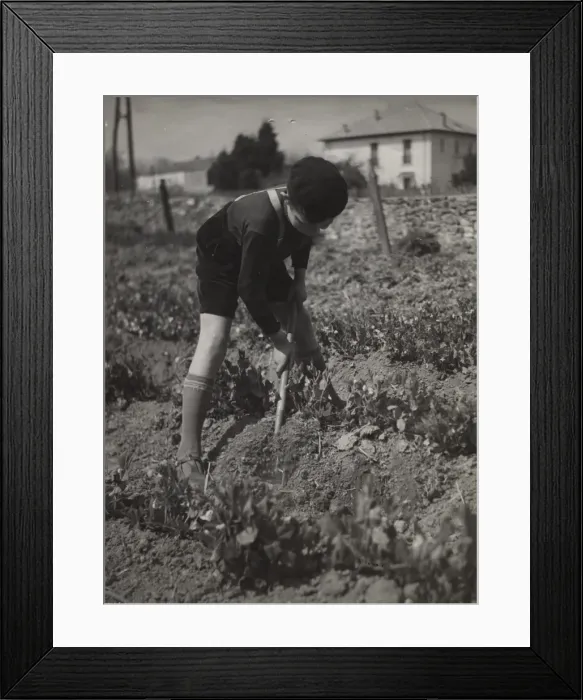 Framed Print : French cub scout digging in a field Framed Print : French cub scout digging in a field