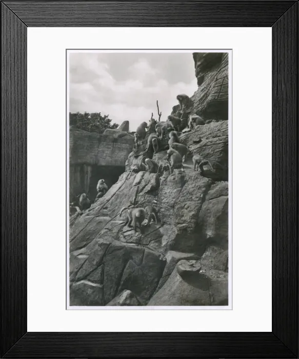 Framed Print : Monkeys at Carl Hagenbecks Zoo, Hamburg, Germany Framed Print : Monkeys at Carl Hagenbecks Zoo, Hamburg, Germany