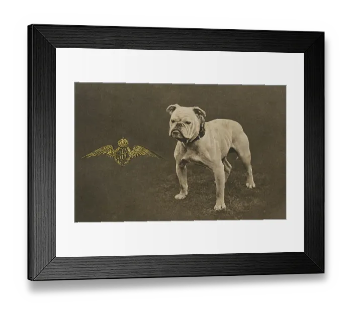 Framed Print : RFC WW1 bulldog postcard Framed Print : RFC WW1 bulldog postcard