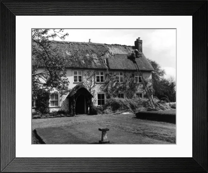 Framed Print : Thatching at Pinn Court Farm, Pinhoe, Exeter, Devon Framed Print : Thatching at Pinn Court Farm, Pinhoe, Exeter, Devon