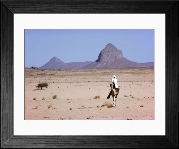 Framed Print : Touareg and Camel Sahara Desert Framed Print : Touareg and Camel Sahara Desert