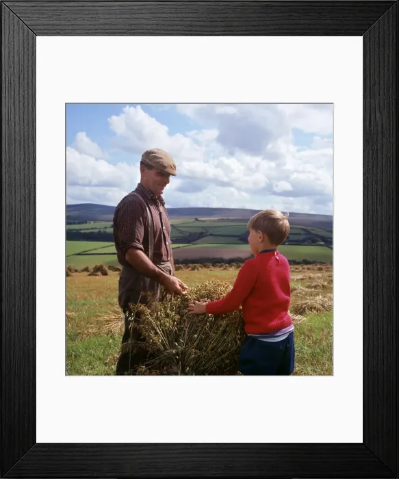 Framed Print : Stooking oats, Exmoor, near Porlock, Somerset Framed Print : Stooking oats, Exmoor, near Porlock, Somerset
