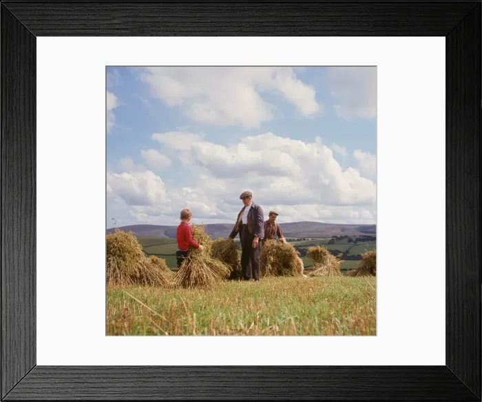 Framed Print : Stooking corn, Exmoor, near Porlock, Somerset Framed Print : Stooking corn, Exmoor, near Porlock, Somerset