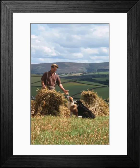 Framed Print : Man and dogs in cornfield, Countisbury, Somerset Framed Print : Man and dogs in cornfield, Countisbury, Somerset