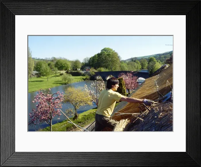 Framed Print : Man thatching a roof, Bickleigh, Devon Framed Print : Man thatching a roof, Bickleigh, Devon