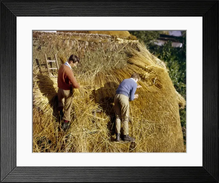 Framed Print : Two men thatching a roof Framed Print : Two men thatching a roof