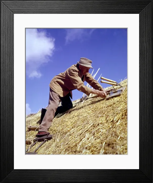 Framed Print : Man thatching a roof Framed Print : Man thatching a roof