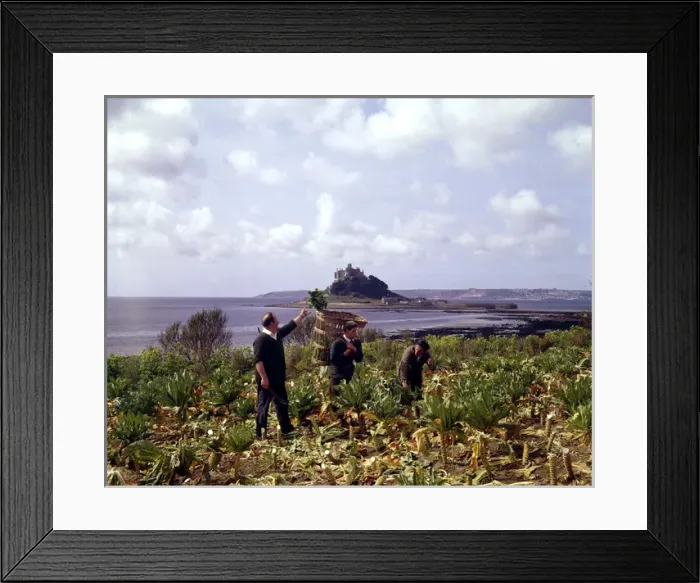 Framed Print : Picking broccoli at Marazion, Cornwall Framed Print : Picking broccoli at Marazion, Cornwall