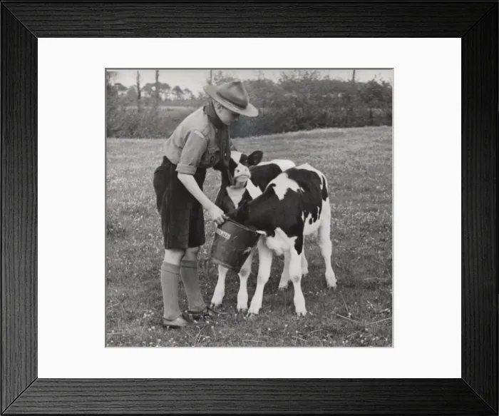 Framed Print : Dutch boy scout feeding two calves in a field Framed Print : Dutch boy scout feeding two calves in a field