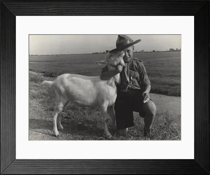 Framed Print : Dutch boy scout at a jamboree with a goat Framed Print : Dutch boy scout at a jamboree with a goat