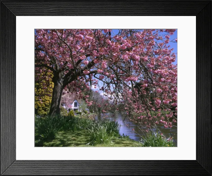 Framed Print : Bickleigh Cottage on the River Exe, Devon Framed Print : Bickleigh Cottage on the River Exe, Devon