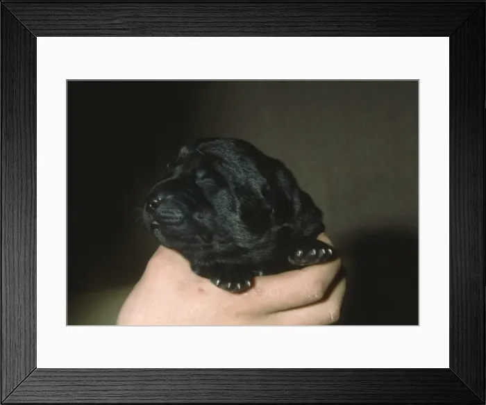 Framed Print : Labrador puppy, two days old Framed Print : Labrador puppy, two days old