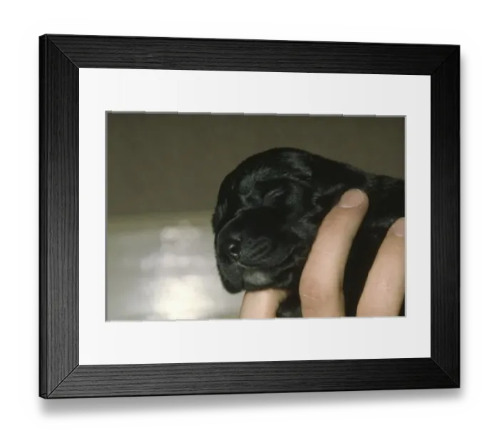 Framed Print : Labrador puppy, two days old Framed Print : Labrador puppy, two days old
