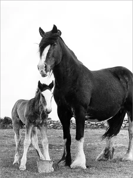 Shire horse and foal, Trewey Farm, Zennor, Cornwall