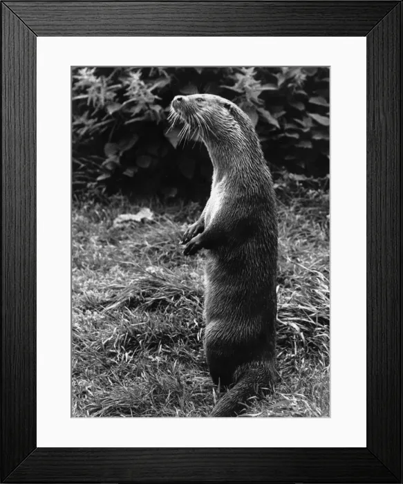 Framed Print : Otter standing on its hind legs Framed Print : Otter standing on its hind legs