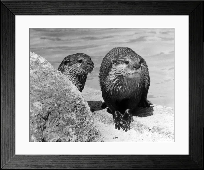 Framed Print : Two otter cubs Framed Print : Two otter cubs