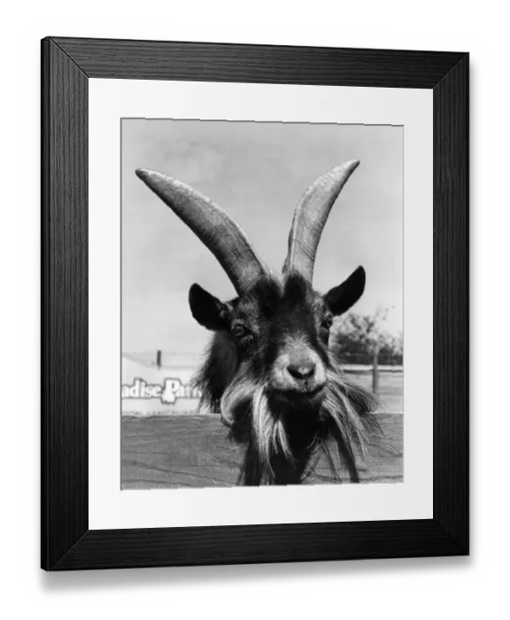 Framed Print : Wild goat at Paradise Park Zoo, Hayle, Cornwall Framed Print : Wild goat at Paradise Park Zoo, Hayle, Cornwall