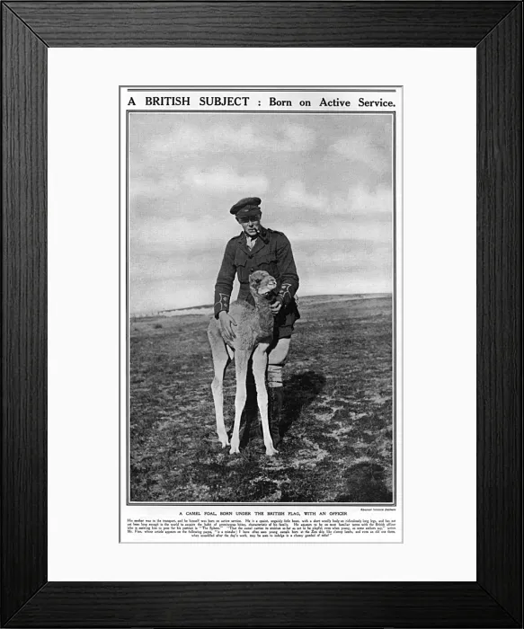 Framed Print : A camel foal with a British officer, WW1 Framed Print : A camel foal with a British officer, WW1