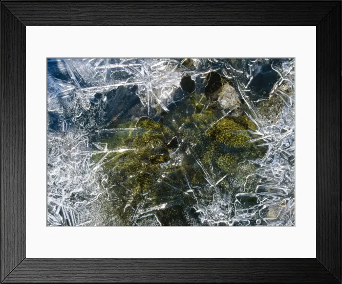 Framed Print : Ice - Moss in ice frozen spring Framed Print : Ice - Moss in ice frozen spring