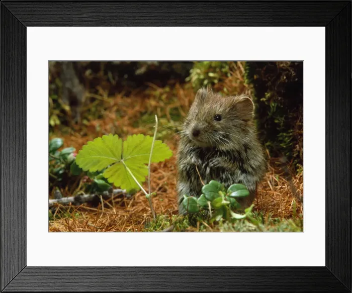 Framed Print : Northern Red-backed Vole - in search of food Framed Print : Northern Red-backed Vole - in search of food