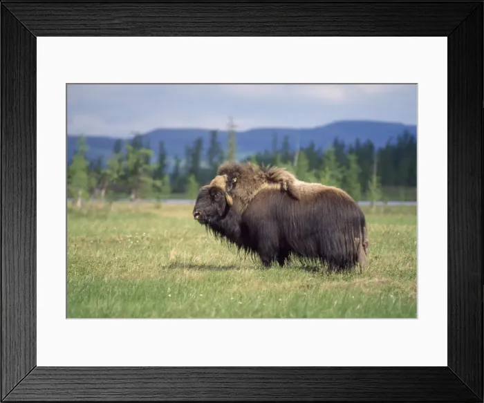 Framed Print : Musk Ox - old male grazing - June Framed Print : Musk Ox - old male grazing - June