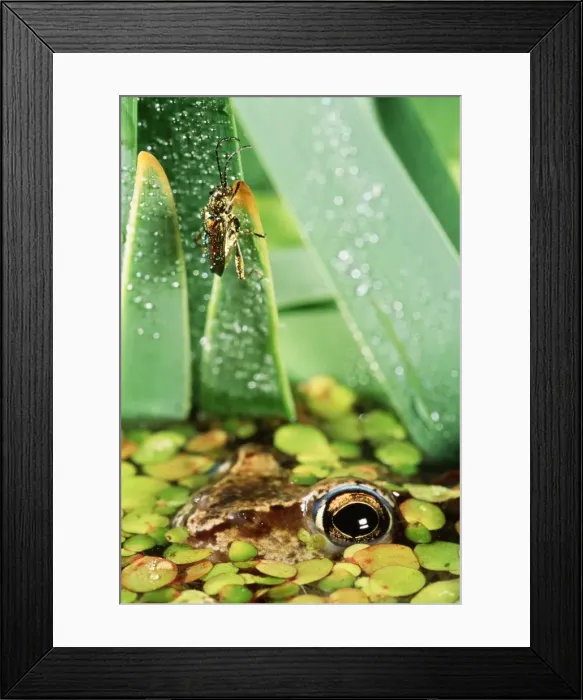 Framed Print : Moor FROG - watching beetle (Donacia sp) Framed Print : Moor FROG - watching beetle (Donacia sp)