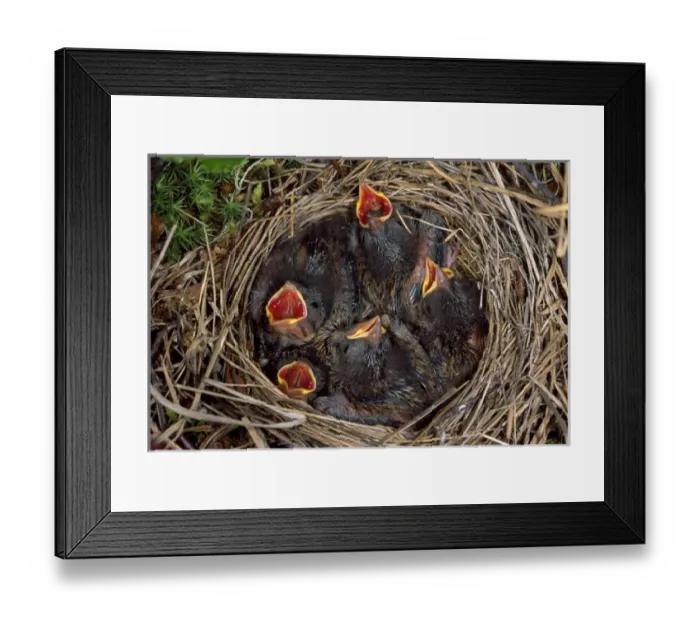 Framed Print : Rustic Bunting - nestlings Framed Print : Rustic Bunting - nestlings