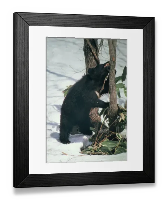 Framed Print : Asiatic Black Bear Framed Print : Asiatic Black Bear