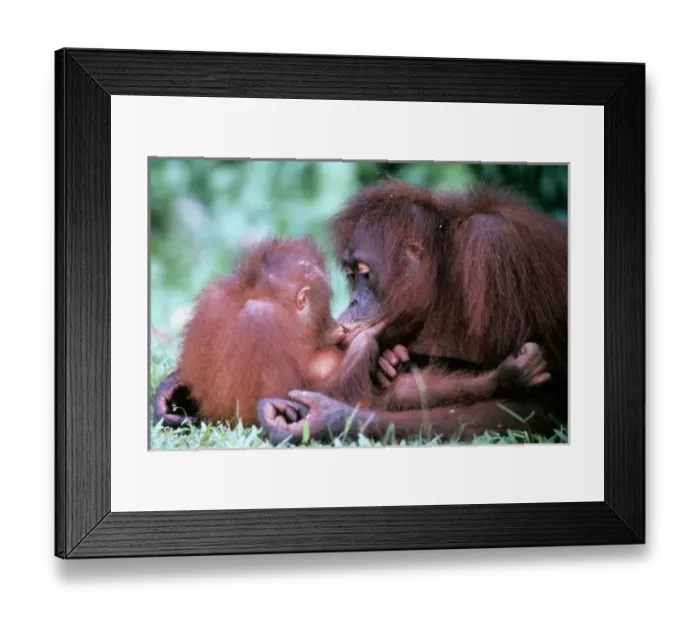 Framed Print : ORANG-UTAN - Mother kissing baby Framed Print : ORANG-UTAN - Mother kissing baby