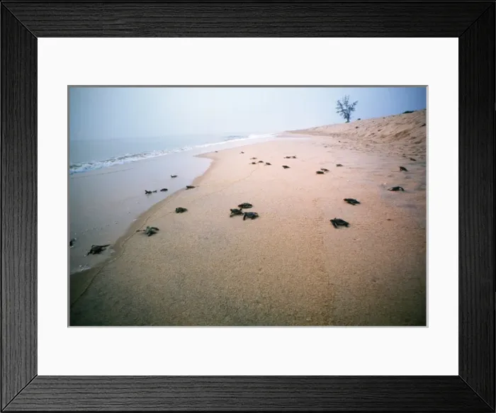 Framed Print : Leatherback / Leathery Turtle - newly hatched young Framed Print : Leatherback / Leathery Turtle - newly hatched young