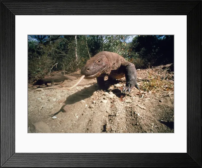 Framed Print : Komodo Dragon Framed Print : Komodo Dragon