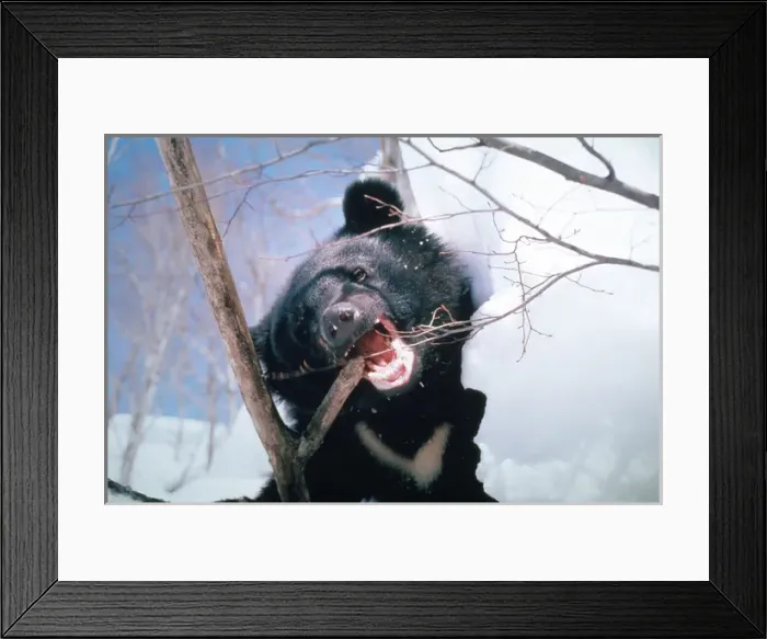 Framed Print : Asiatic Black Bear Framed Print : Asiatic Black Bear
