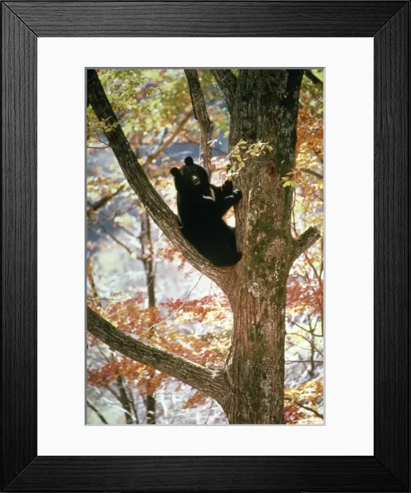 Framed Print : Asiatic Black Bear - Japanese sub species Framed Print : Asiatic Black Bear - Japanese sub species