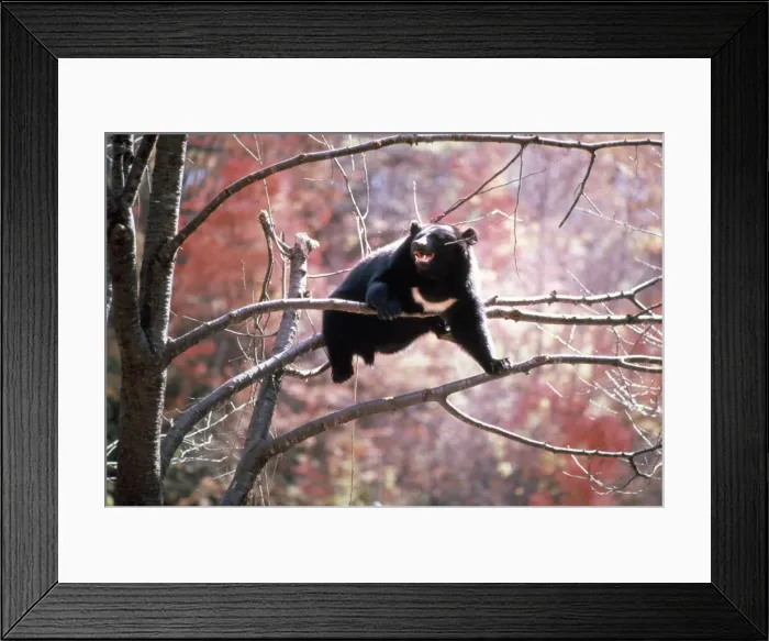 Framed Print : Asiatic Black Bear Framed Print : Asiatic Black Bear